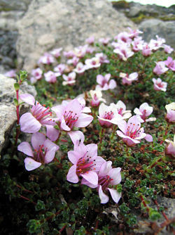 Purpsaxifrage