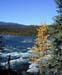 rapids gold